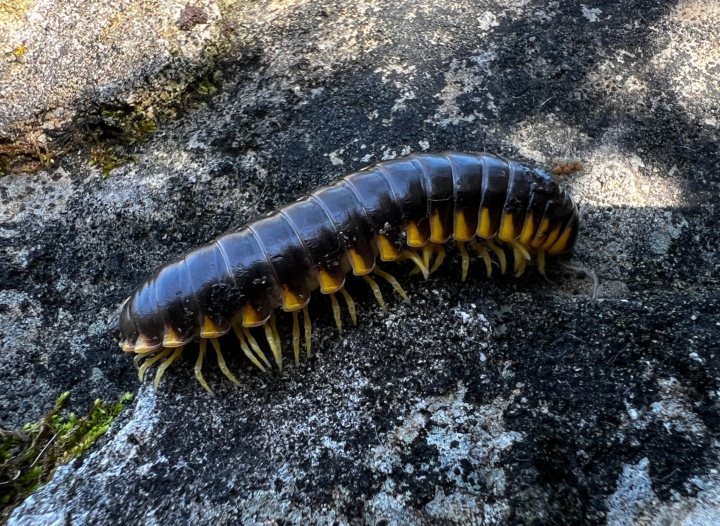 Flat Millipede